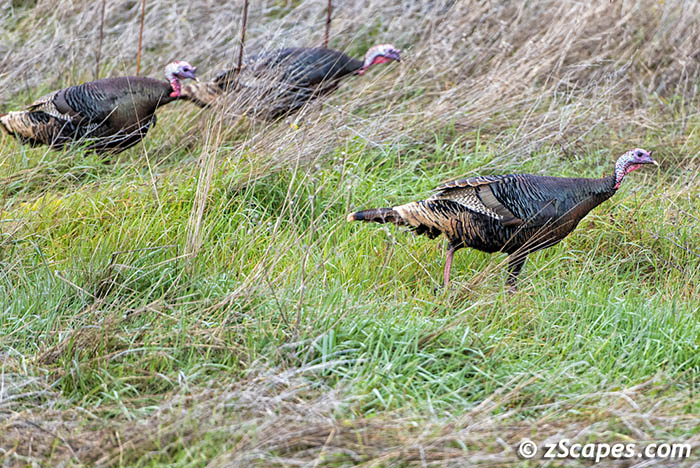 Stacks Image 7316