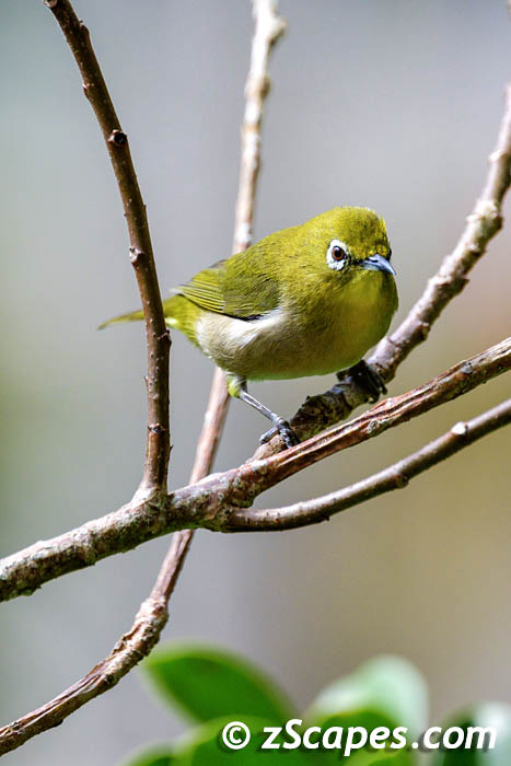japanesewhiteeye-nihilani-lih24