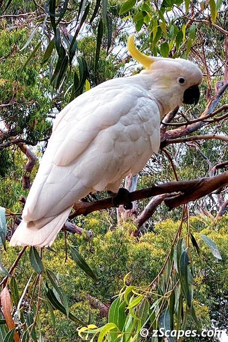 sulphercreatedcockatoo-syd19