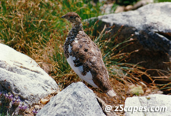 ptarmiganwhitetailed-ynp94