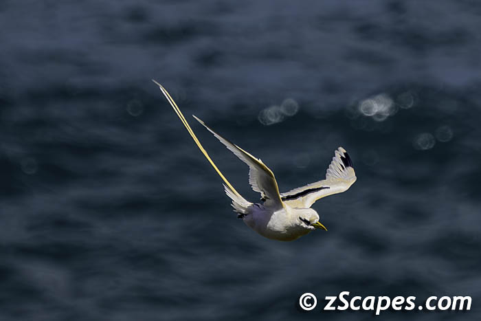 whitetailedtropicbird-profile-lih24