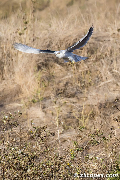 White-Tailed Kite 2019