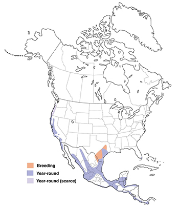White-talied Kite Range Map