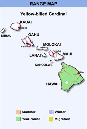 yellowbilledcardinal-range