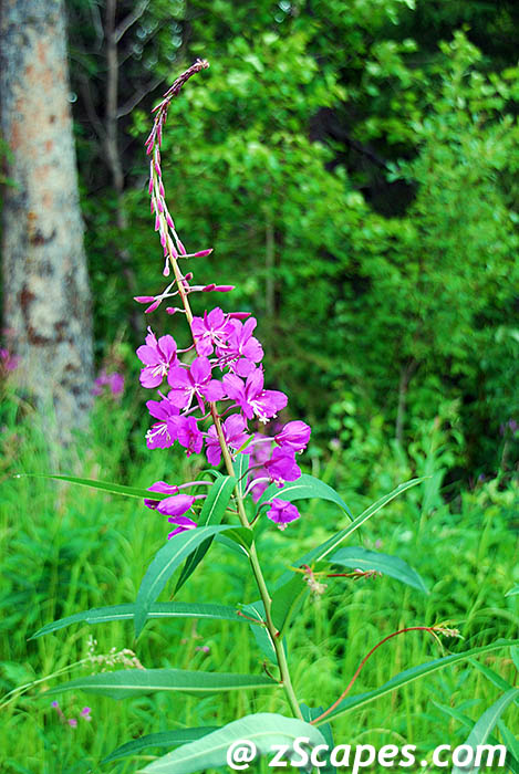 alaskafireweed-anc09v