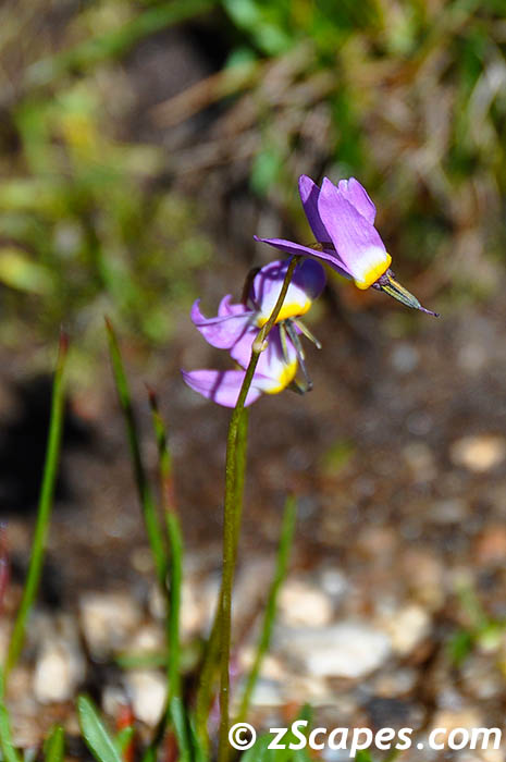 alpineshootingstar-ynp10v
