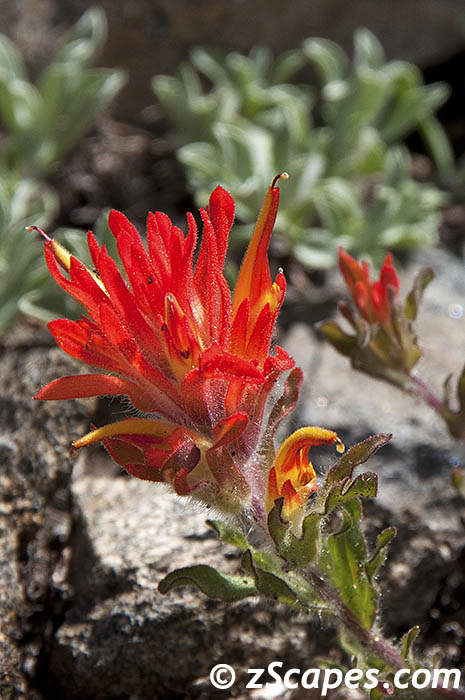 applegatespaintbrush-aaw11v