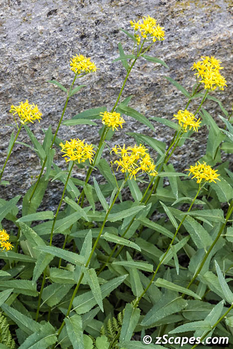 Arrowleaf Groundsel