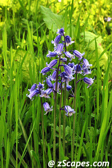 bluebells-lon10v