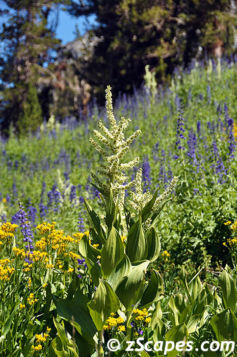 cornlilly-ynp10v