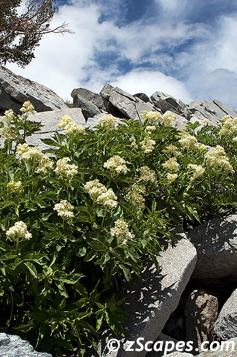 cowparsnip-granite-aaw11v