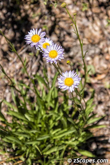 Cut Leaved Daisy 2019