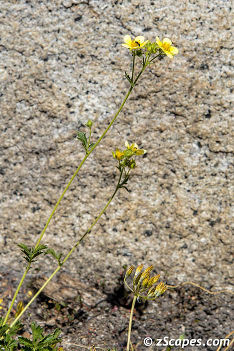 Fan Leaved Cinquefoil 2019