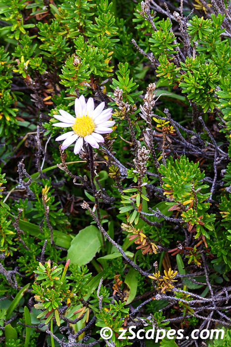 fleabanedaisey-hvw2209