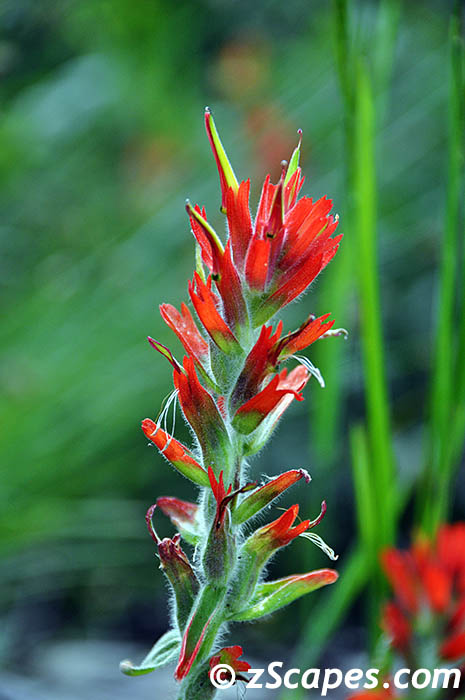 redpaintbrush-ynp10v