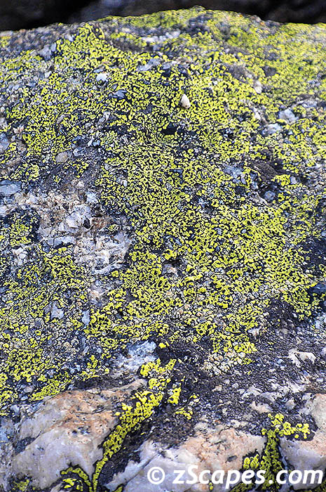 goldcobblestonelichen-ynp10v