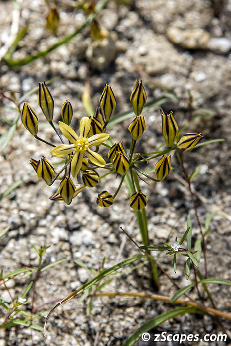 Golden Brodiaea 2019