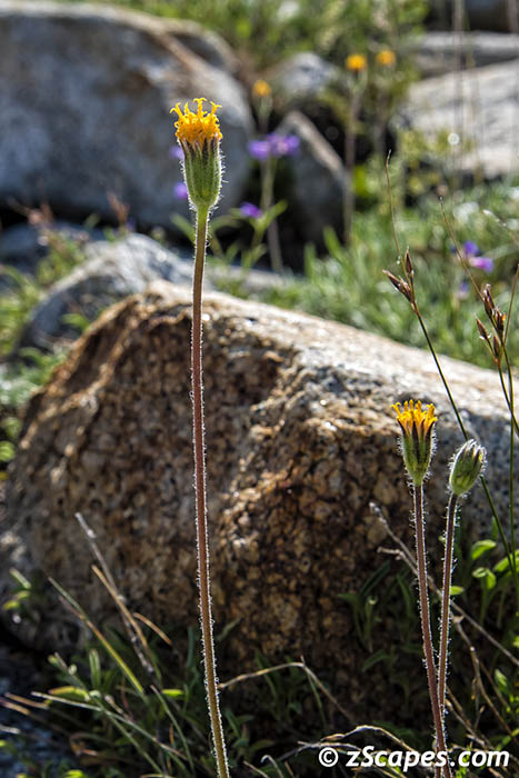 Green Raillardella 2019