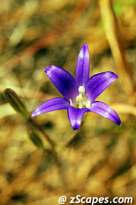 harvestbrodiaea-hhv08v