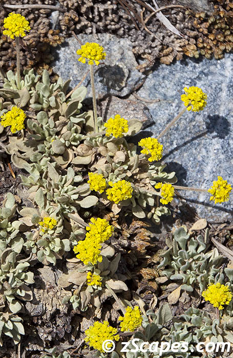 hoarybuckwheat-aaw11