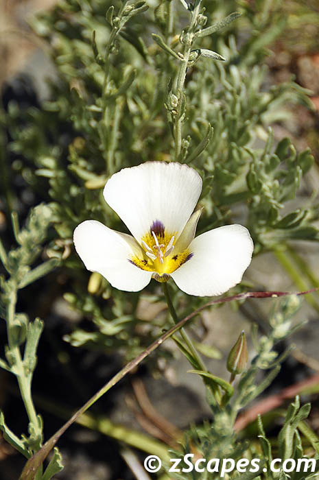 leichtinmariposalily-ynp10v