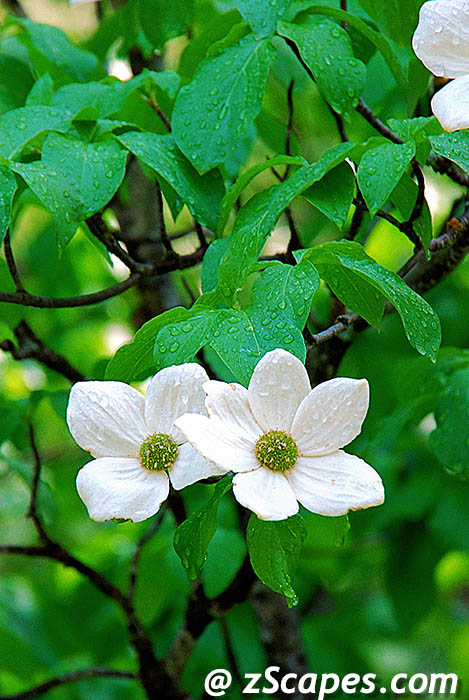 mtndogwoodflower-ynp09v