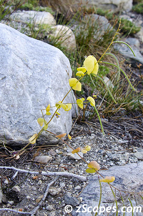 mtnjewelflower-emw1407-0117vc