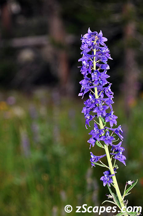 mtnlarkspur-ynp10v