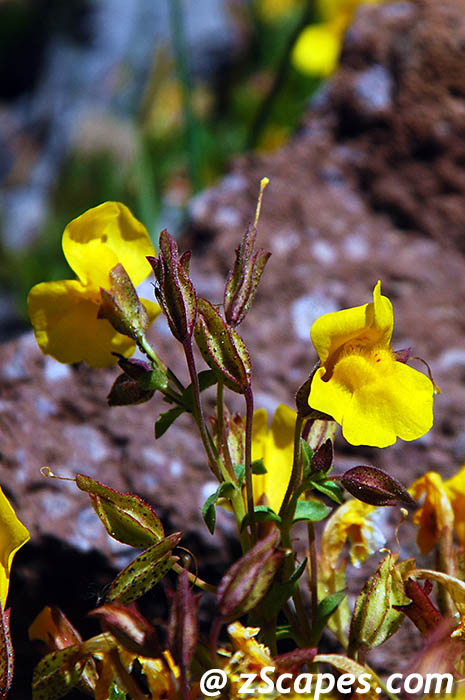 mtnmonkeyflower-ciw07v