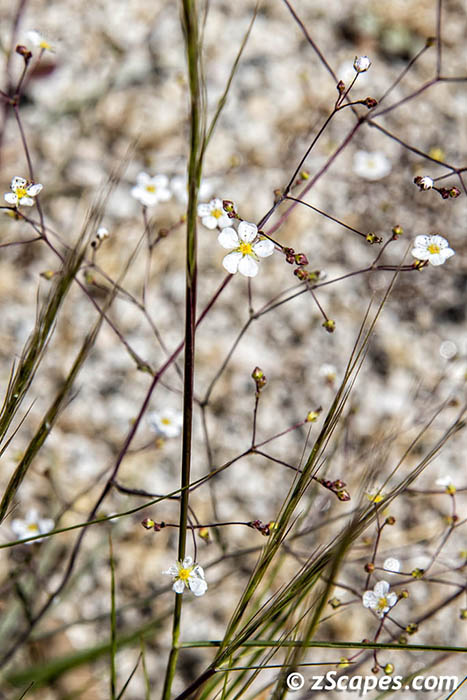 Mousetail Ivesia 2019