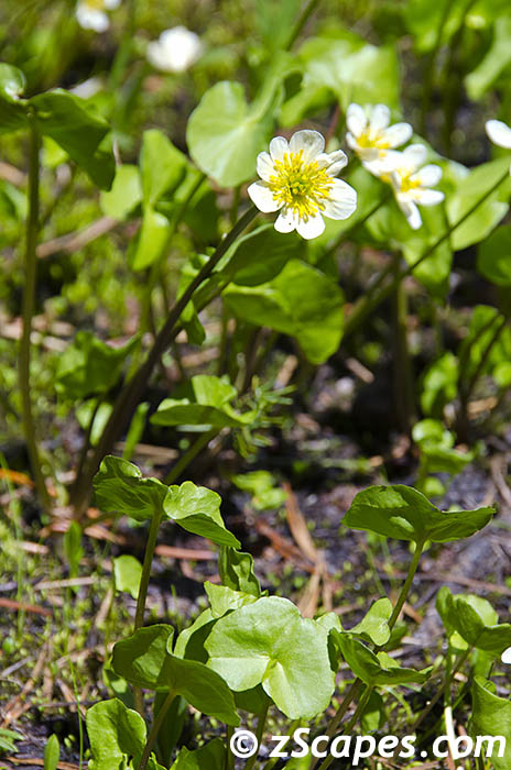 marshmarigold-ynp12v