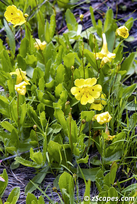 Primrose Monkey Flower 2019