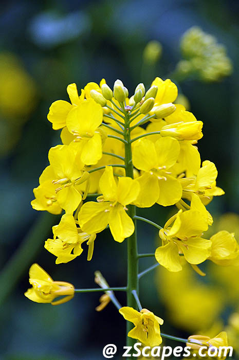rapeseed-lon10v