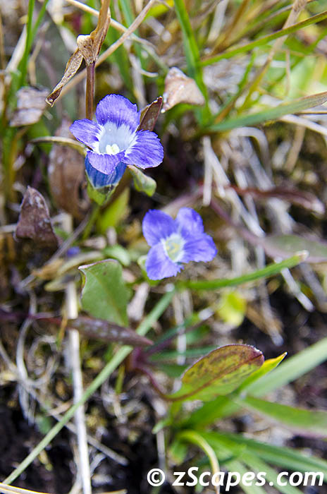 smallfringegentian-ysp12v