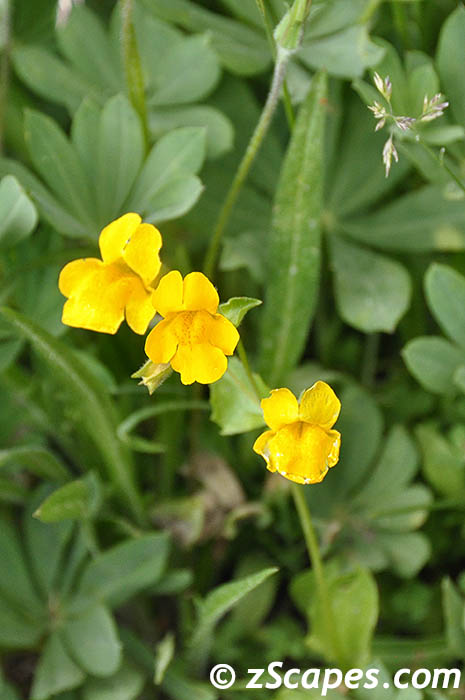 seepspringmonkeyflower-ynp10v