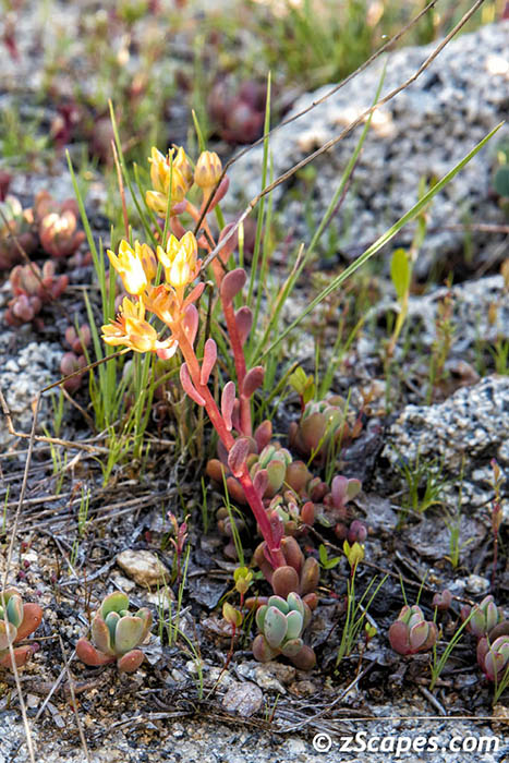Sierra Stonecrop 2019