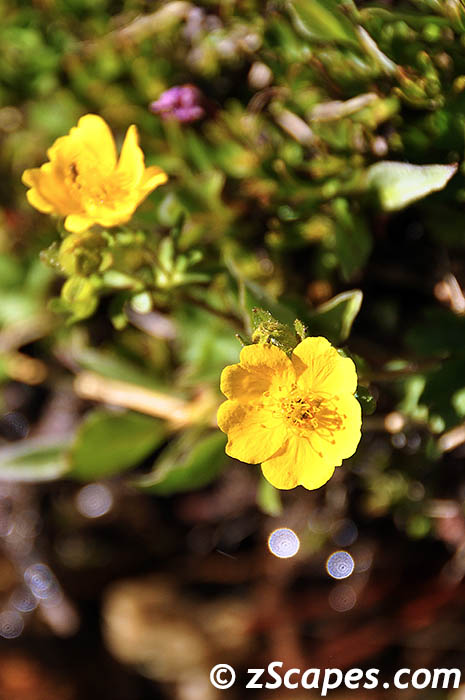 slendercinquefoil-ynp10v
