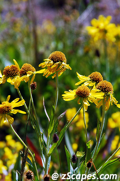 sneezeweed-ciw07v