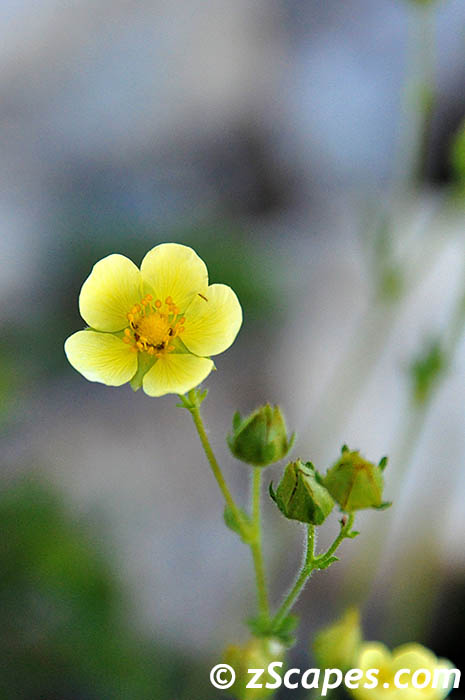 stickycinquefoil-ynp10v