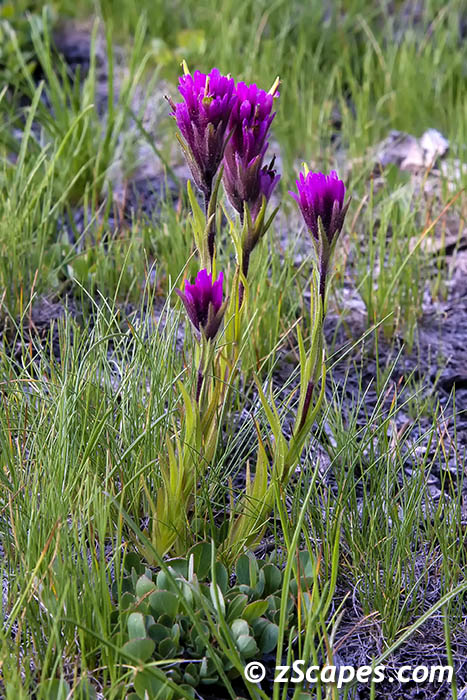 subalpinepaintbrush-hvw16