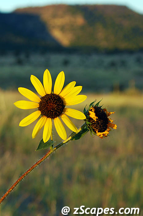 sunflower-bmo08v
