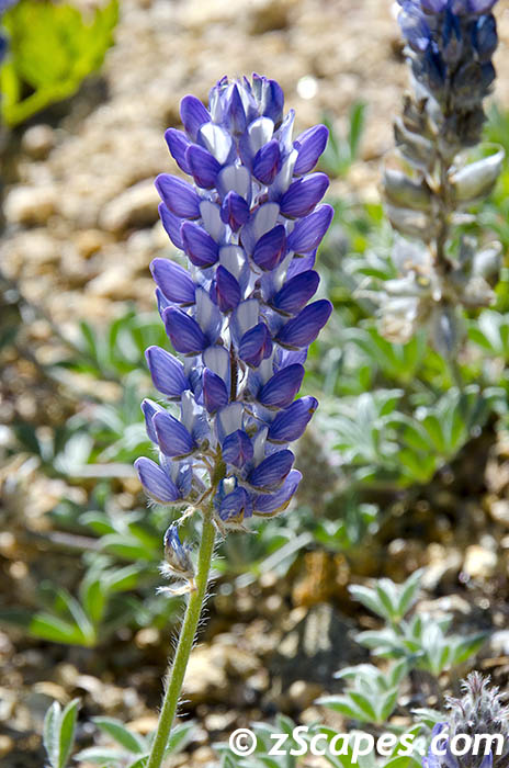 torreyslupine-emw12v