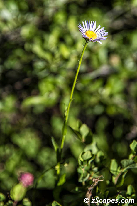 Wandering Daisy 2019