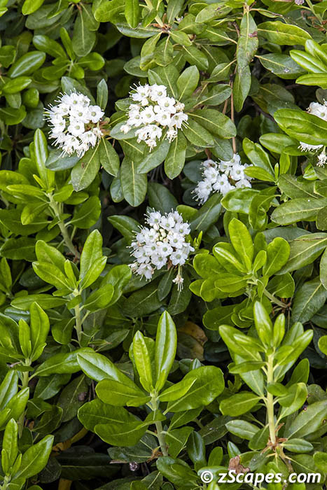 Western Labrador Tea 2019