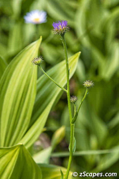 Western Mountain Aster 2019