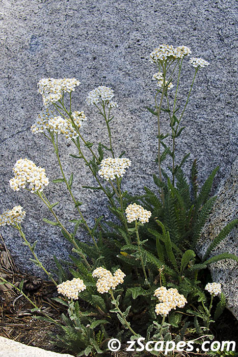 yarrow-emw14v