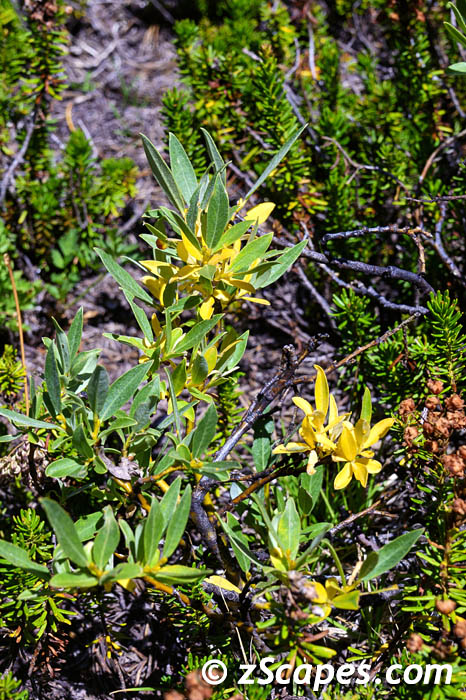yellowwillow-hvw2209