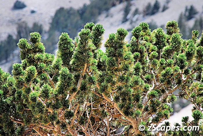 bristleconepine-branches-pks07