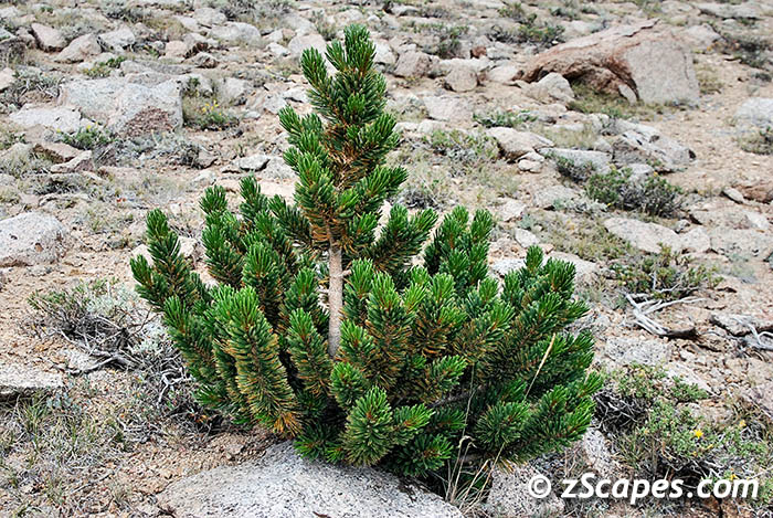 bristleconepine-newgrowth-wmt0708