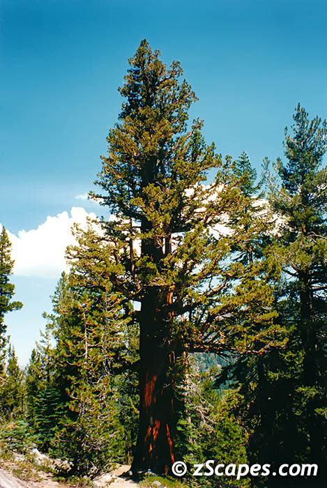 Incense Cedar 2000